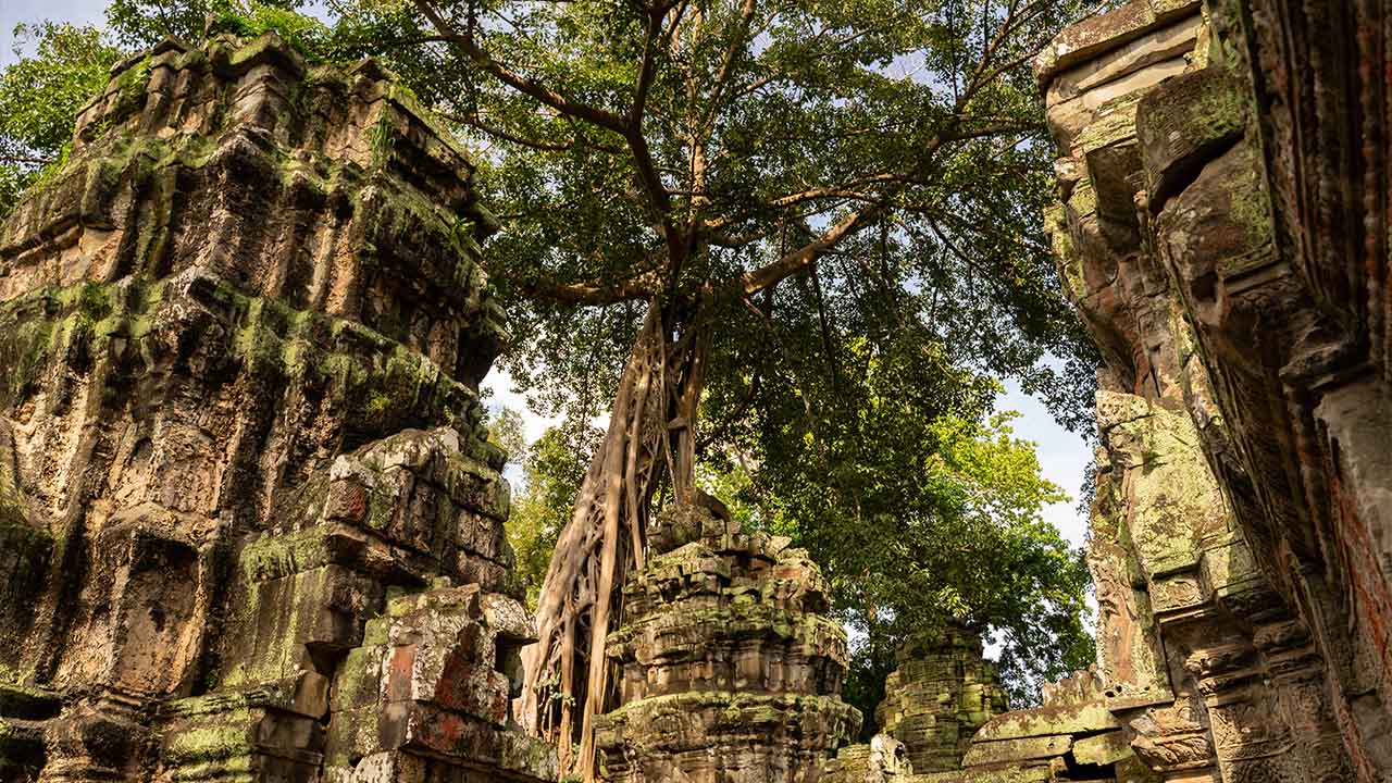 Ta Prohm Temple with tree roots